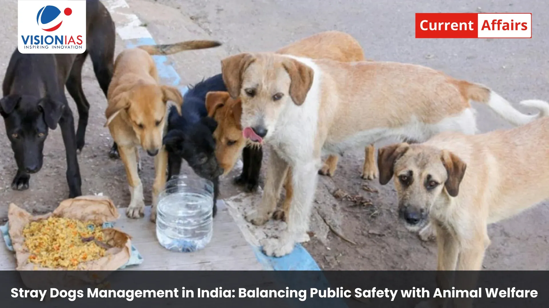 Stray Dogs Management in India: Balancing Public Safety with Animal Welfare