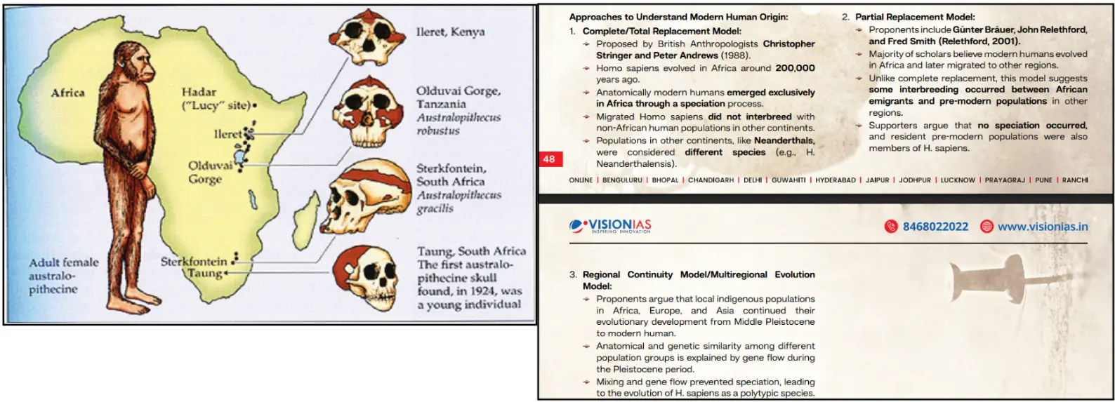 human evolution