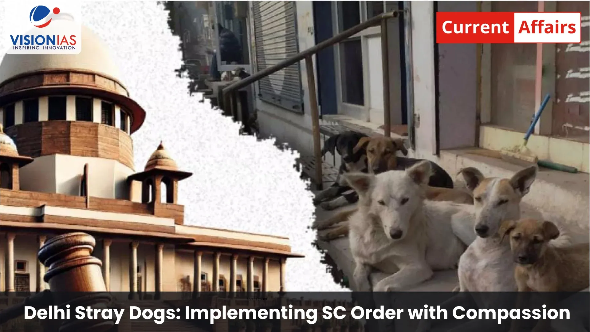 Delhi Stray Dogs: Implementing SC Order with Compassion