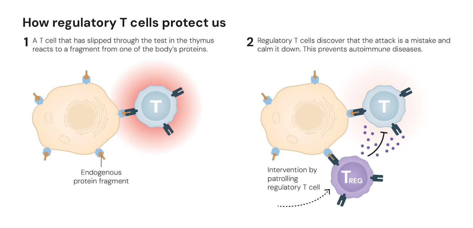 T cells